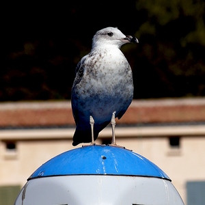 Une mouette sur un lampadaire - Corse  - collection de photos clin d'oeil, catégorie animaux
